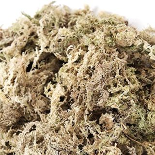 Musgo sphagnum-100gr