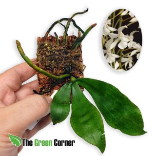 Aerangis kotschyana : Orquidea de tamaño medio