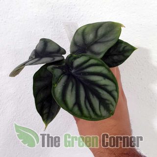 Alocasia Silver Dragon