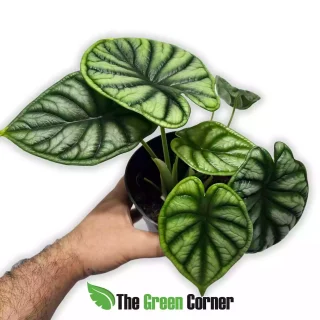 Alocasia Dragon Scale