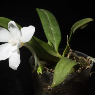 Amesiella monticola: Orquídea de pequeño tamaño