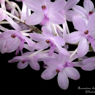 Ascocentrum christensonianum JOVEN: Orquidea de tamaño medio