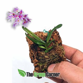 Ascocentrum pusillum: Vanda nana