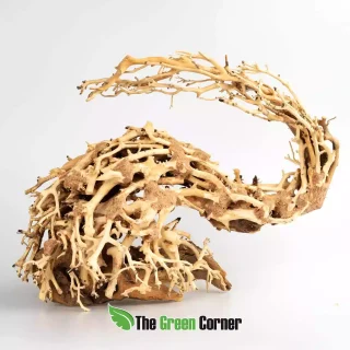 Strideways Dragón Bonsái S