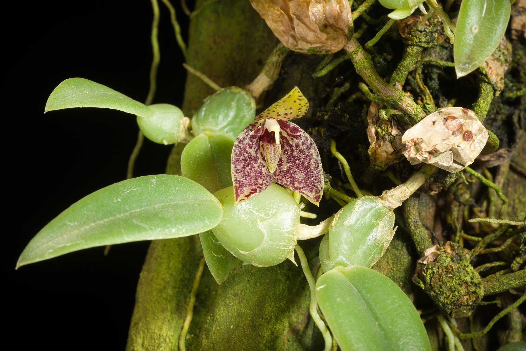 Trias cambodiana: Orquidea de pequeño tamaño - Imagen 3