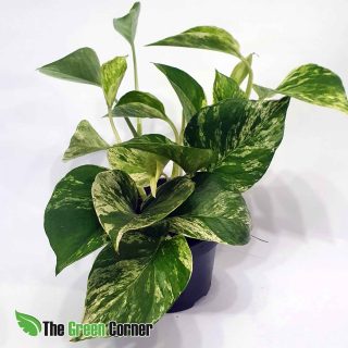 Epipremnum Marble Queen