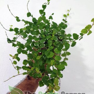 FICUS PUMILLA “white sunny”: Maceta de 9cm