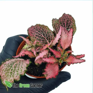 Fittonia verschaffeltii Big leaf (Rosa)