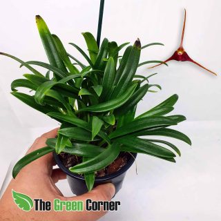 Masdevallia herradurae: Orquidea de tamaño medio