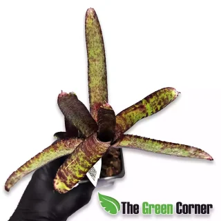 Neoregelia ampullacea purpurea