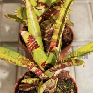 Neoregelia Screaming Tiger