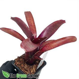 Neoregelia Amazon