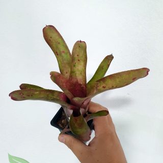 Neoregelia olens x Marble Throat
