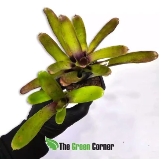 Neoregelia Straight and Narrow