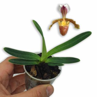 Papiopedilum coccineum: zapatito de pequeño tamaño