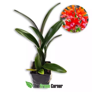 Rhyncatlaelia Taiwan Firecracker “Popcorn”