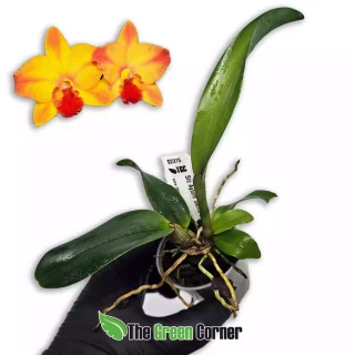 SLC Ayrton Senna Estoril