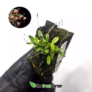 Acostaea costaricensis