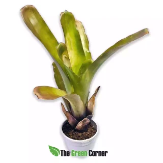 Aechmea blanchetiana