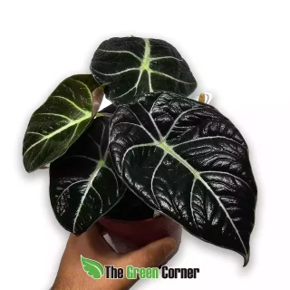 Alocasia Black Velvet