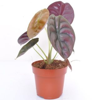 Alocasia cuprea Red Secret