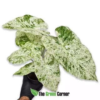 Alocasia macrorrhiza Splash