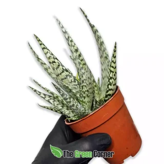 Aloe Bronze Lizard