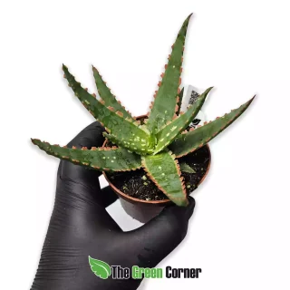 Aloe vitro