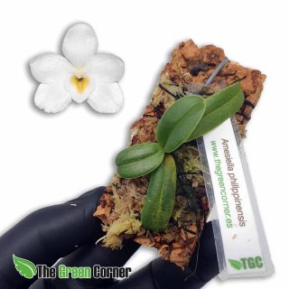 Amesiella philippinensis: Orquidea miniatura