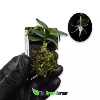 Angraecum ankeranense