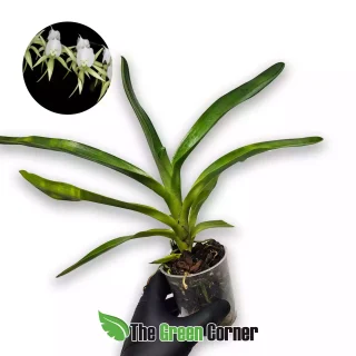 Angraecum eburneum xerophyllum