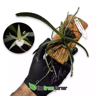 Angraecum elephantinum