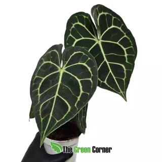 Anthurium clavinervium
