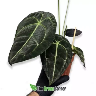 Anthurium forgetii