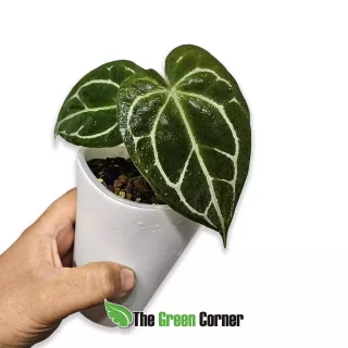 Anthurium “Nico” (Crystallinum dark x papillilaminum)