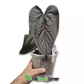 Anthurium ‘Queen of Hearts’