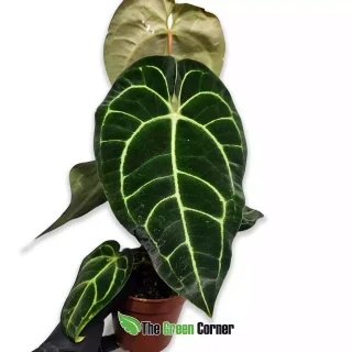 Anthurium regale