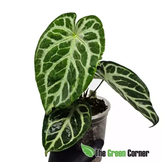 Anthurium ‘Silver Blush’