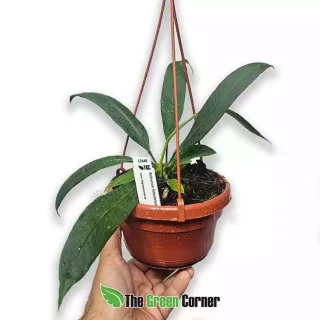 Anthurium vittarifolium