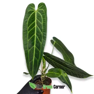 Anthurium warocquianum