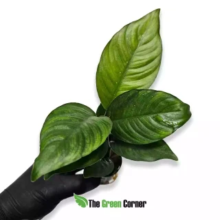 Anubias heterophylla