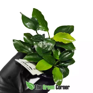 Anubias nana var. Bonsai