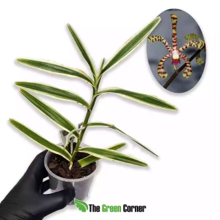 Arachnis Maggie Oei ‘Variegata’