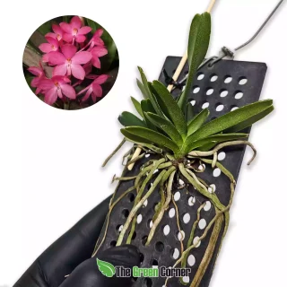 Ascocentrum ampullaceum