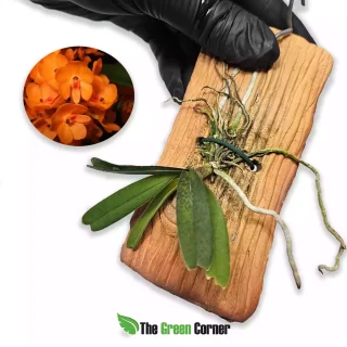 Ascocentrum ampullaceum Aurantiaca