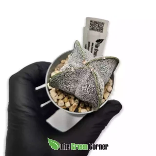 Astrophytum myriostigma