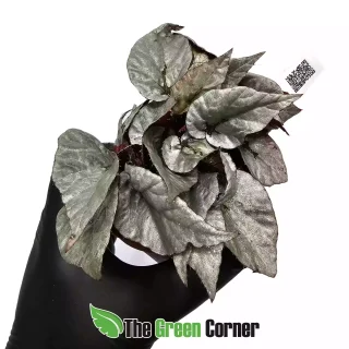Begonia Rex “Silver”