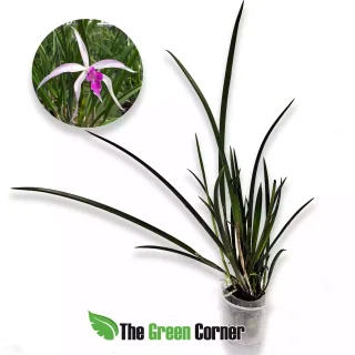 Brassavola Amethystoglossa (B. cucullata × L. purpurata):