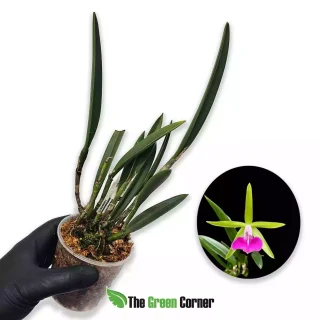 Bc. Gulf Shore Beauty ‘Green Gem’