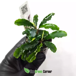 Bucephalandra Green Velvet
